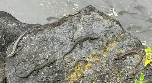 Lucertola muraiola di Madeira — Bild 5