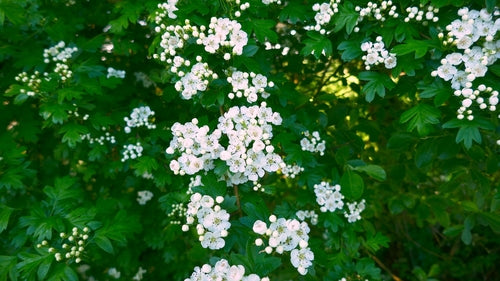 Vermi — Bild 5