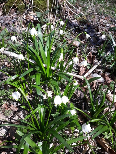 Coppa di marzo — foto 3 di 8