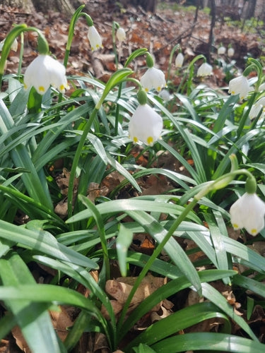 Coppa di marzo — foto 2 di 8