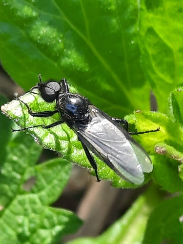 Marzo vola — Bild 4