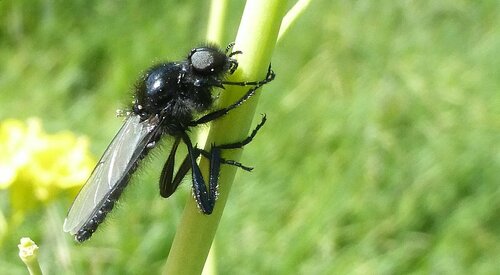 Marzo vola — Bild 5