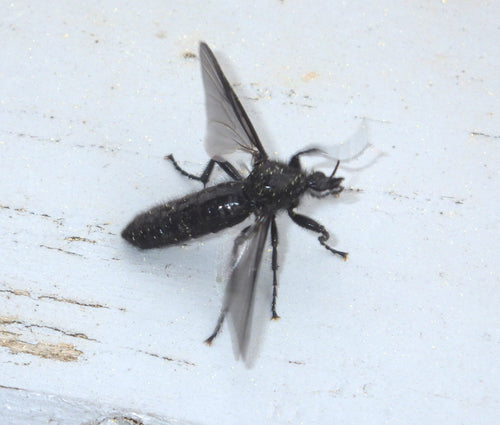 Marzo vola — Bild 3