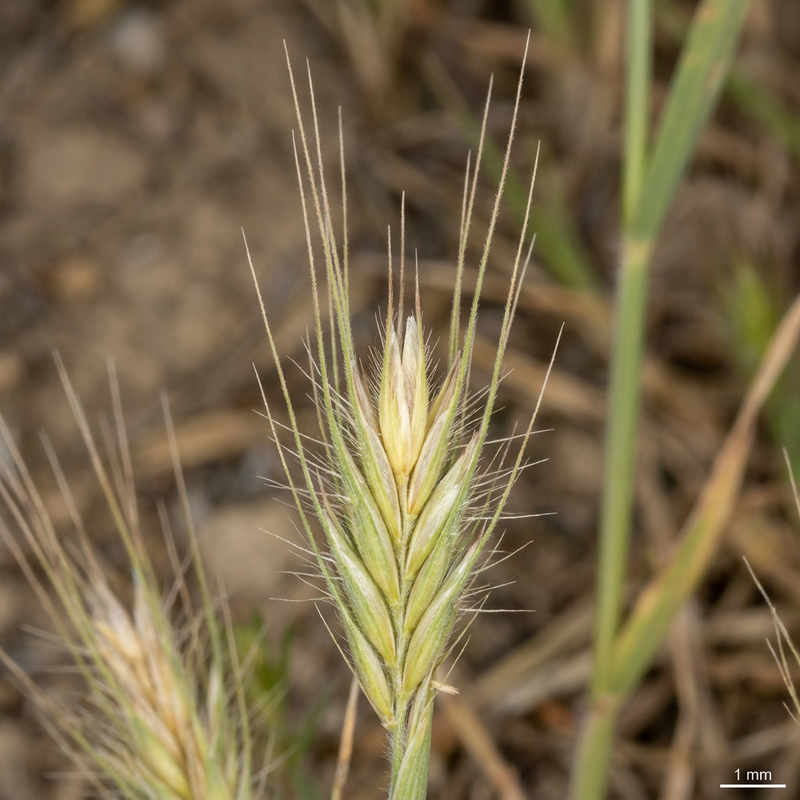 Orzo di topo