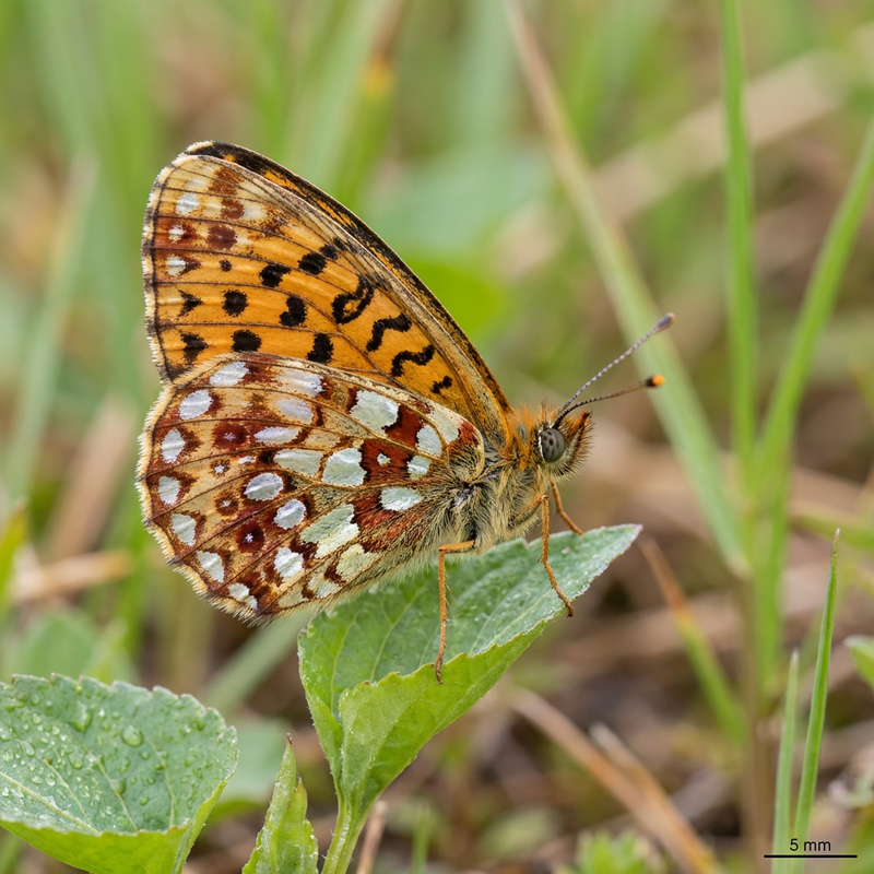 Povera farfalla fritillary del prato