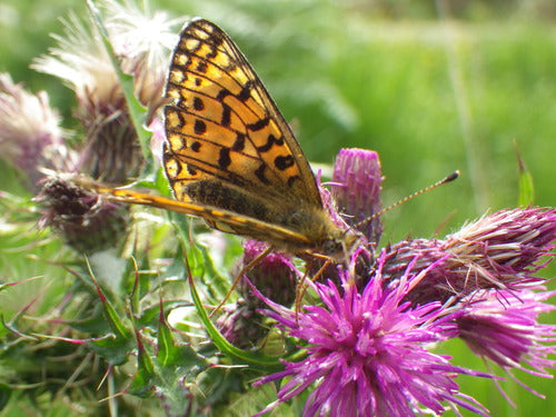 Povera farfalla fritillary del prato — Bild 5
