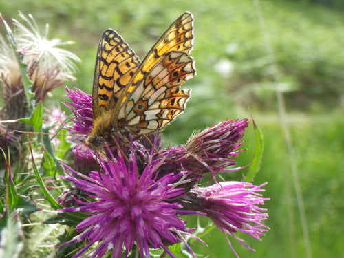 Povera farfalla fritillary del prato — Bild 4