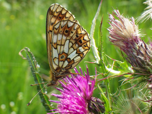 Povera farfalla fritillary del prato — Bild 3
