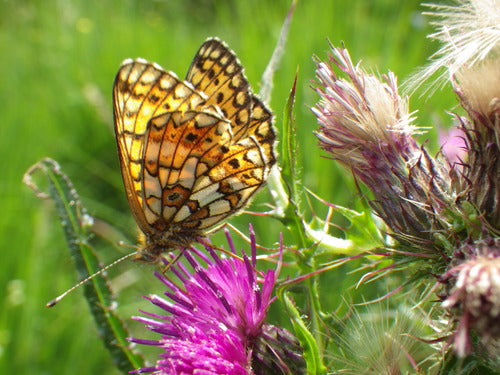 Povera farfalla fritillary del prato — Bild 2
