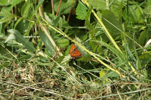 Povera farfalla fritillary del prato — Bild 1