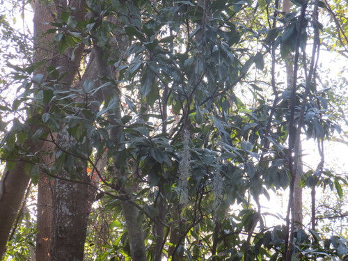 magnolia — Bild 3