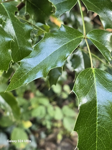 Mahonia — Bild 5
