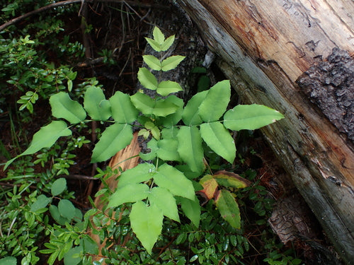 Mahonia — Bild 4