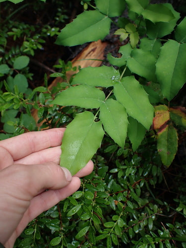 Mahonia — Bild 3
