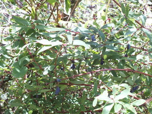Mayberry — foto 1 di 8
