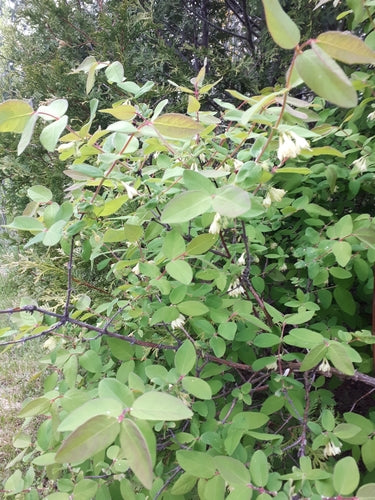 Mayberry — foto 4 di 8