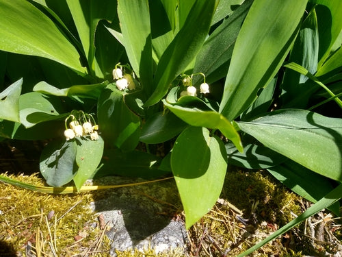 Mughetto — Bild 5