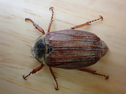 maggiolino — Bild 5