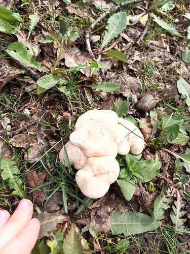 Può fungo — Bild 5