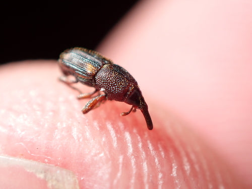 Scarabeo di mais — foto 5 di 7