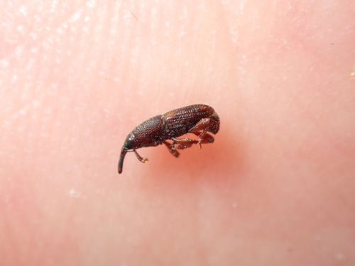 Scarabeo di mais — foto 4 di 7
