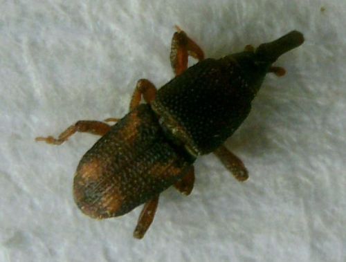 Scarabeo di mais — Bild 3