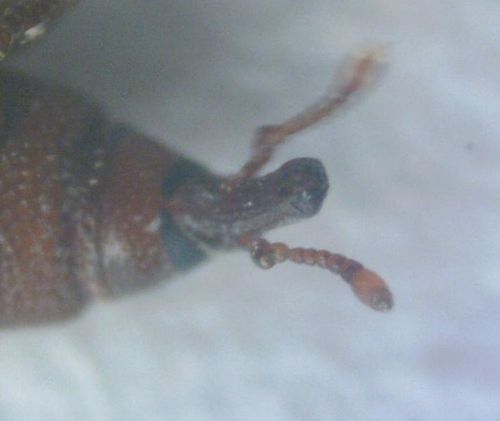 Scarabeo di mais — Bild 2