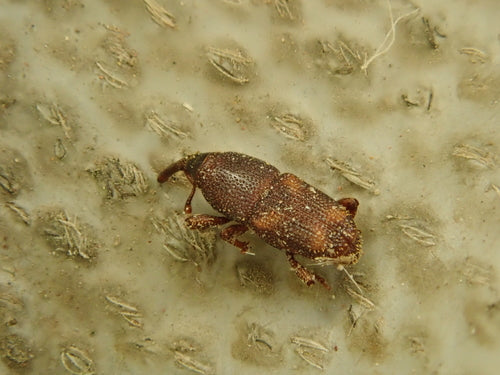 Scarabeo di mais — Bild 1