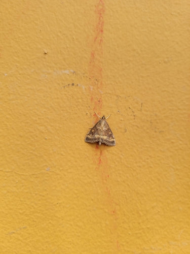 Piralide del mais — Bild 4
