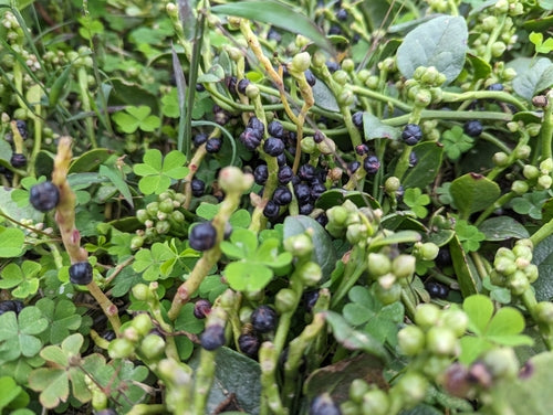 Spinaci di Malabar — Bild 5