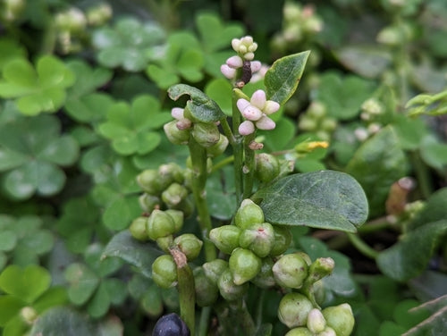 Spinaci di Malabar — Bild 4