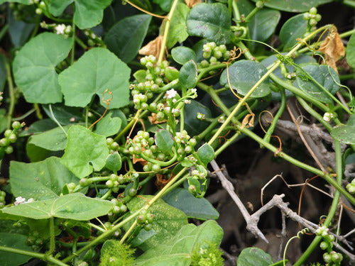 Spinaci di Malabar — Bild 1
