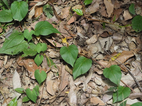 Spinaci di Malabar — Bild 3