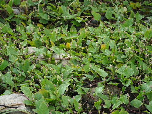Spinaci di Malabar — Bild 2