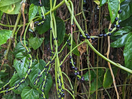 Spinaci di Malabar — foto 2 di 9