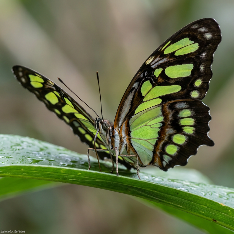 Farfalla di malachite