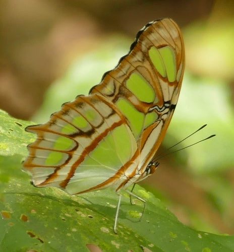 Farfalla di malachite — Bild 5