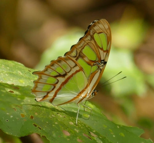 Farfalla di malachite — Bild 4