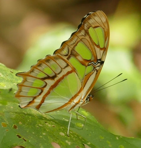 Farfalla di malachite — Bild 3