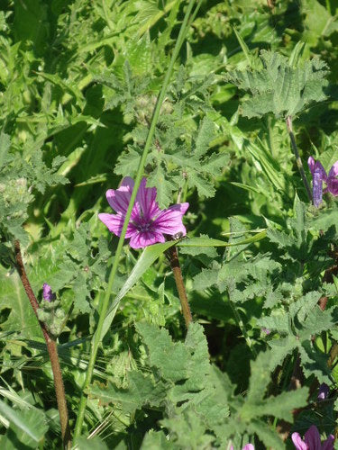 malva — Bild 5