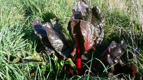 Bietola — foto 2 di 3