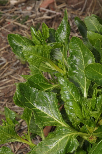 Bietola — Bild 5