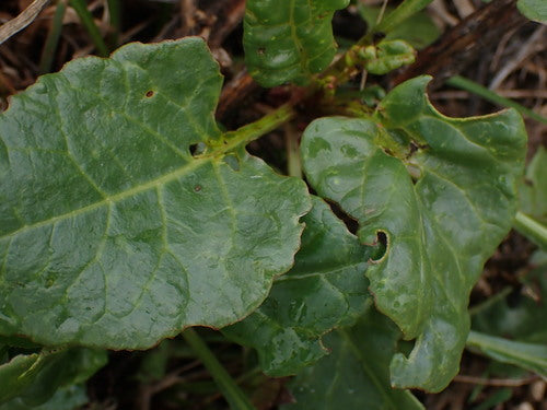 Bietola — Bild 3