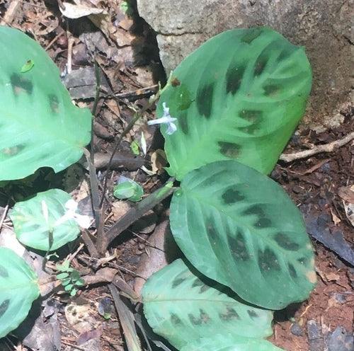 Maranta Leuconeura — foto 4 di 11