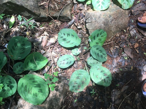 Maranta Leuconeura — foto 5 di 11