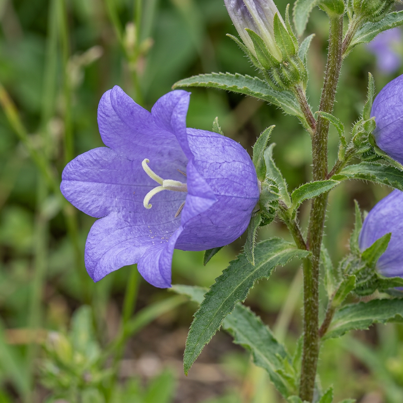 La campanula di Maria (Campanula medium), illustrazione IA