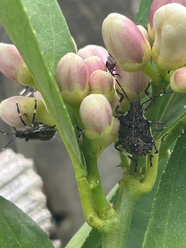 Cimice marmorizzata — Bild 5