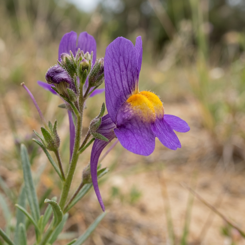 Lino di rospo marocchino (Linaria maroccana), illustrazione IA