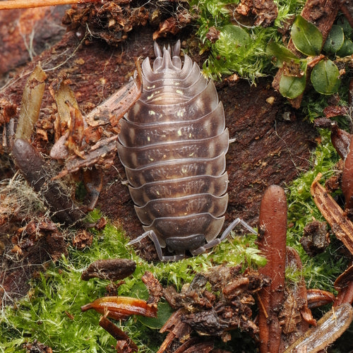 Profilo isopode da parete — Bild 2