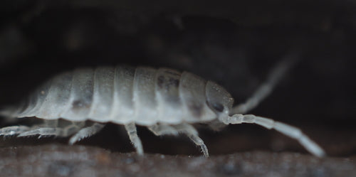 Profilo isopode da parete — Bild 4